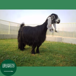 Qurban Saudi Arabia - Kambing (RM650) [DAGING❌] [GAMBAR❌]