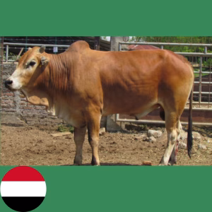 Qurban Tareem, Yemen - Lembu (RM5790) [DAGING❌] [GAMBAR✅]